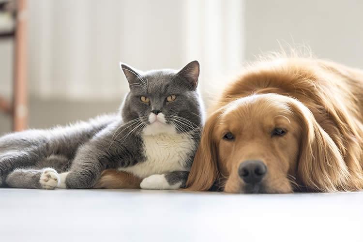 Alimento Balanceado para Perros y Gatos, Fábrica Mayorista