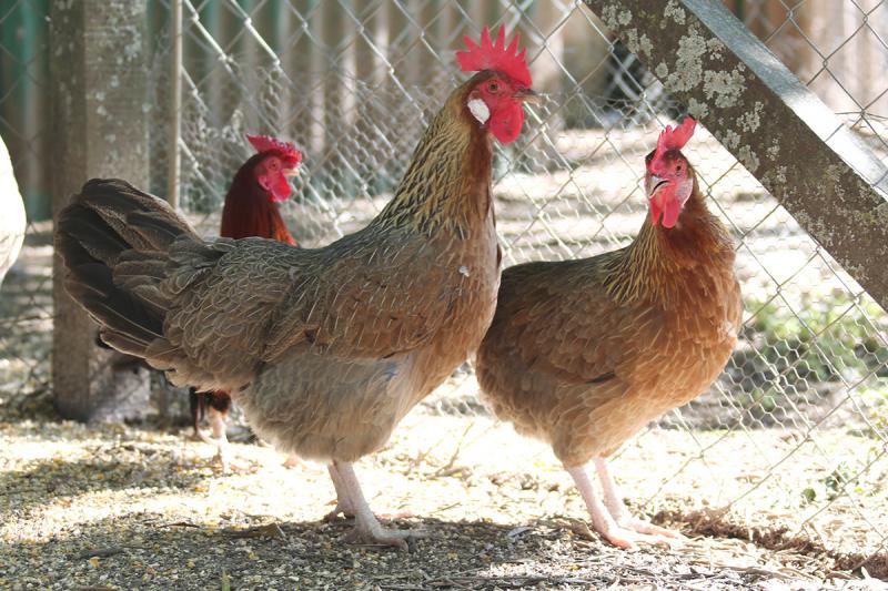 Alimento Balanceado para Aves de Corral, Fábrica Mayorista