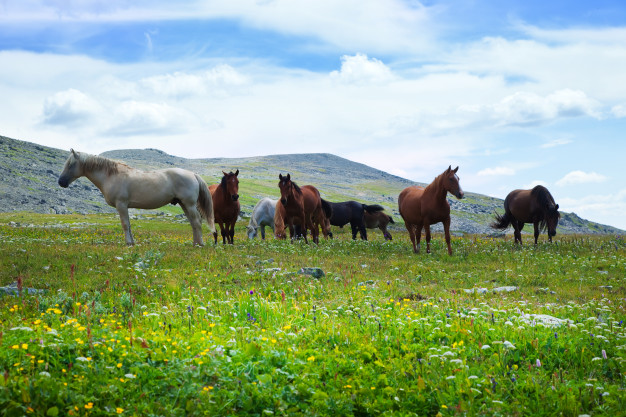 El Mejor Alimento Balanceado para Caballos, Fábrica Distribuidora Mayorista