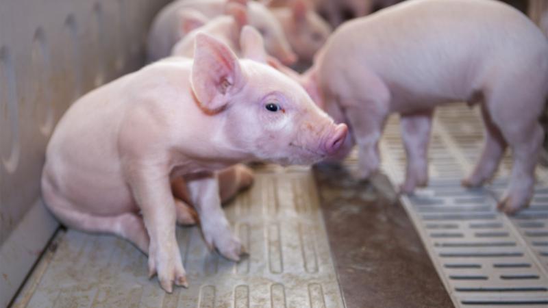 Alimento Balanceado para Cerdos de Engorde, Fábrica Mayorista